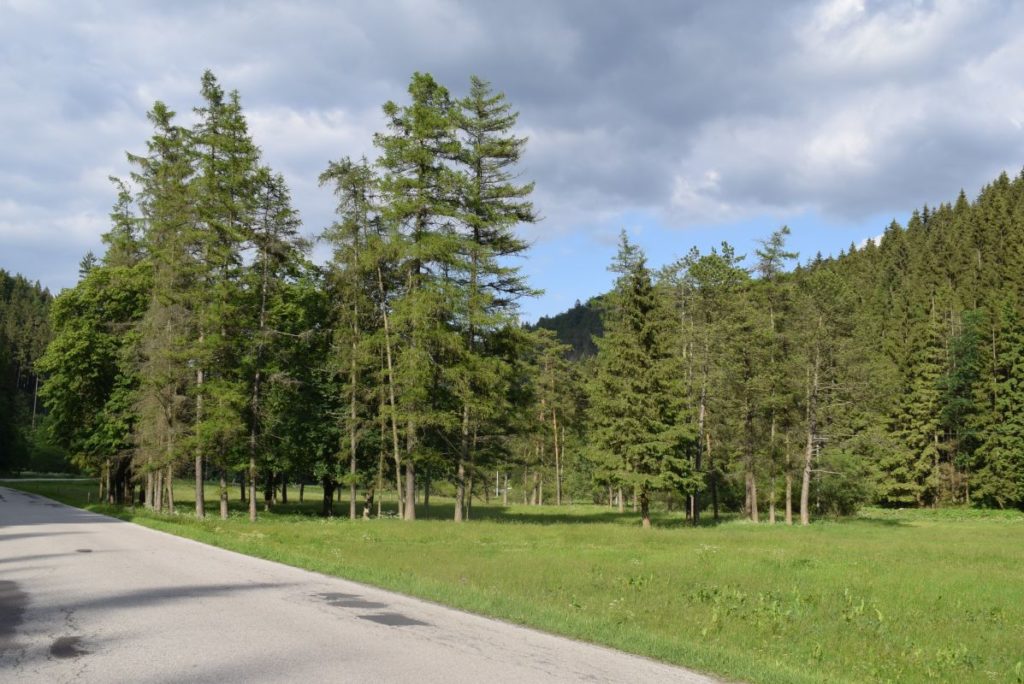 Jubilejný háj pri Liptovských Revúcach 04