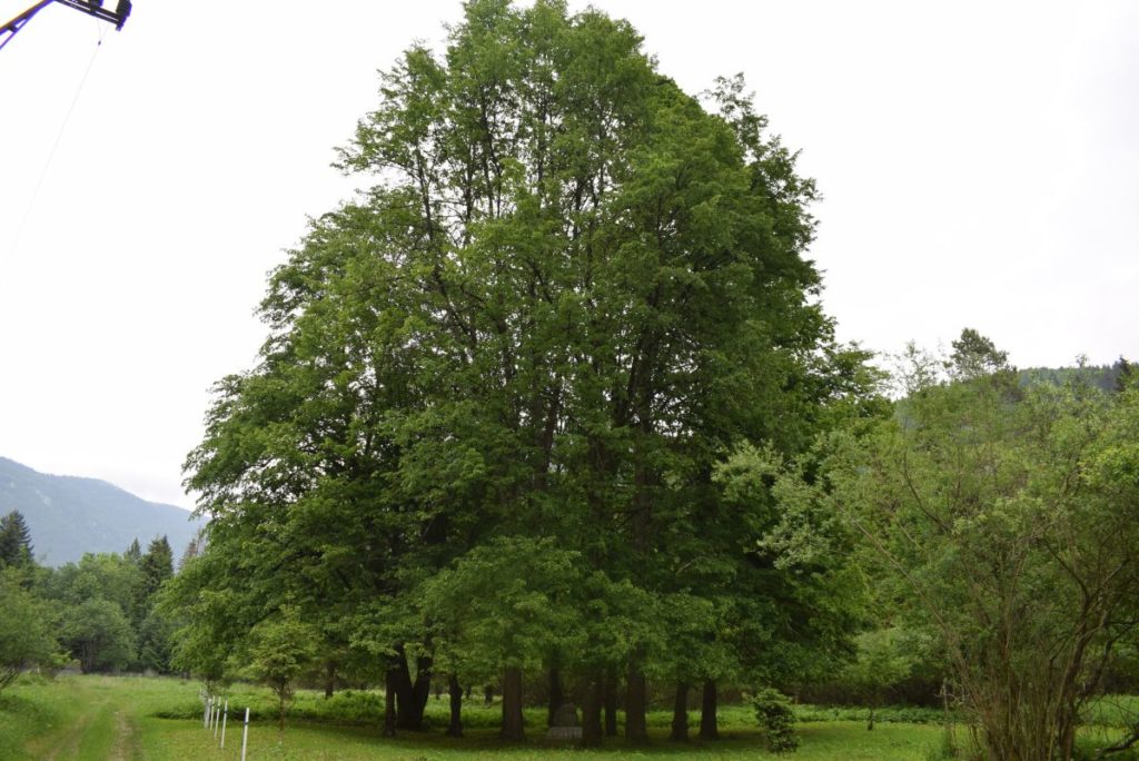 Jubilejný lipový háj v Likavke 01