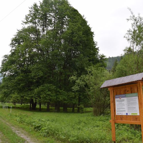 Jubilee Linden Tree Garden in Likavka