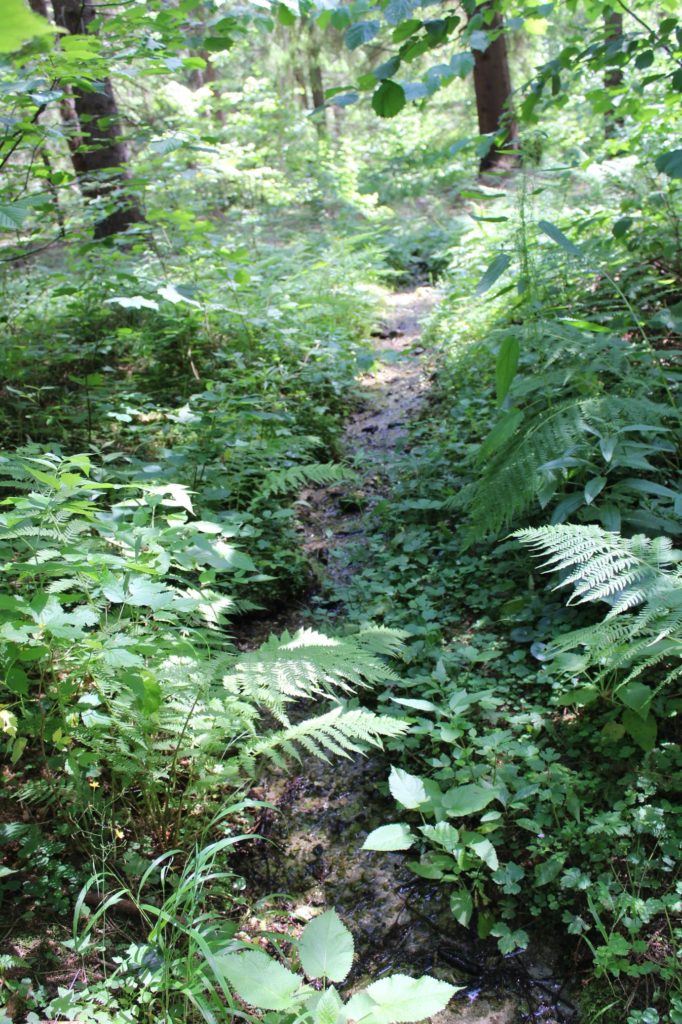 Prameň pod Škutovkami, Ružomberok - Podsuchá 03 Prameň pod Škutovkami, Ružomberok - Podsuchá 03