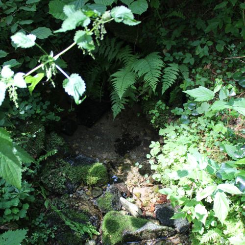 Spring “Pod Škutovkami” (Below Škutovky), Ružomberok – Podsuchá