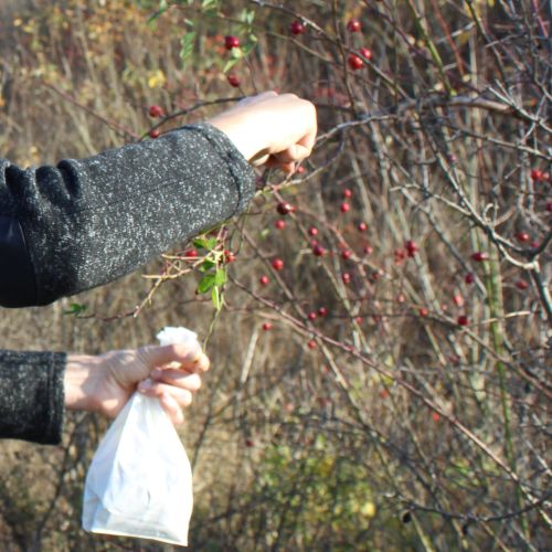 Príroda lieči: Prechádzka za šípkami