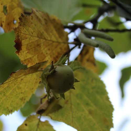 Príroda lieči: Orieškové potulky