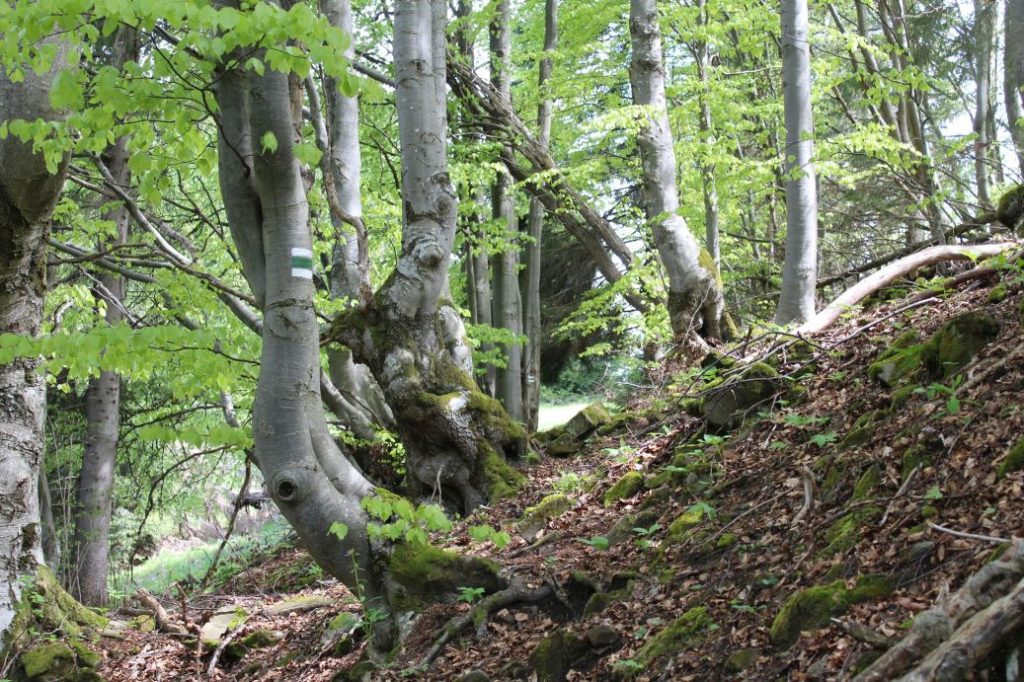 Podsuchá - Brankov - Biely Potok 17