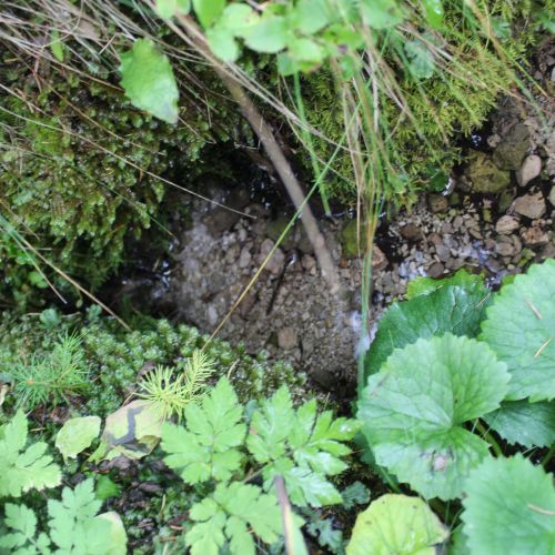 Spring Meškov, Ružomberok