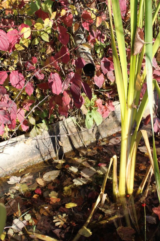 Prameň Záhumnie, Liptovské Sliače - Nižný 01 Prameň Záhumnie, Liptovské Sliače - Nižný 01