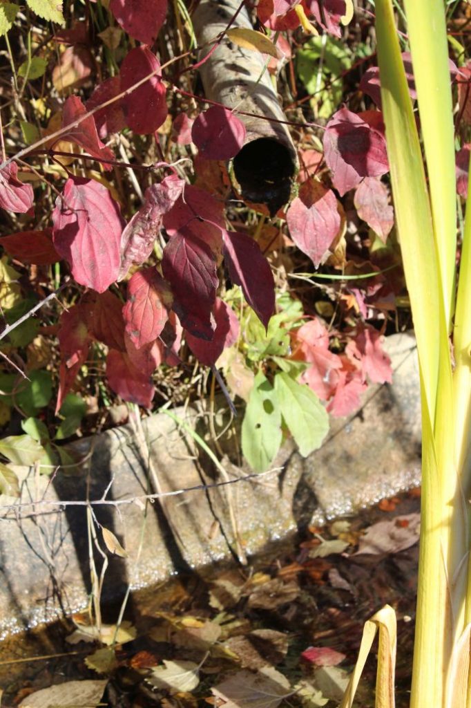 Prameň Záhumnie, Liptovské Sliače - Nižný 02 Prameň Záhumnie, Liptovské Sliače - Nižný 02