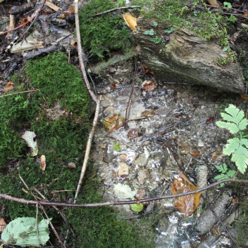 Spring above Giant’s Path, Ružomberok