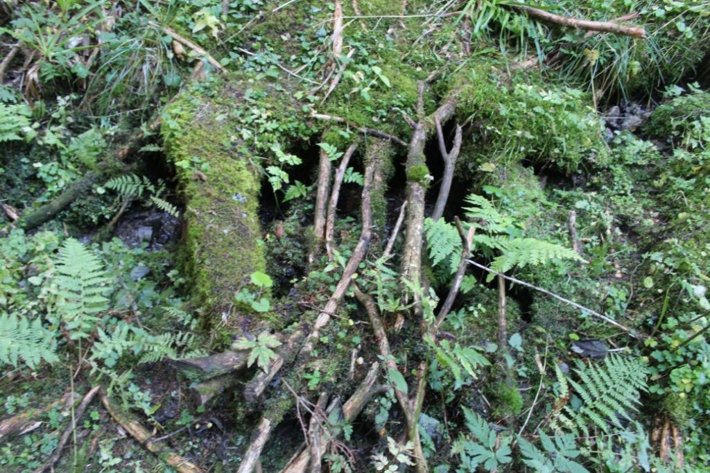 Prameň nad chodníkom nad areálom na Smrekovici, Ružomberok 01