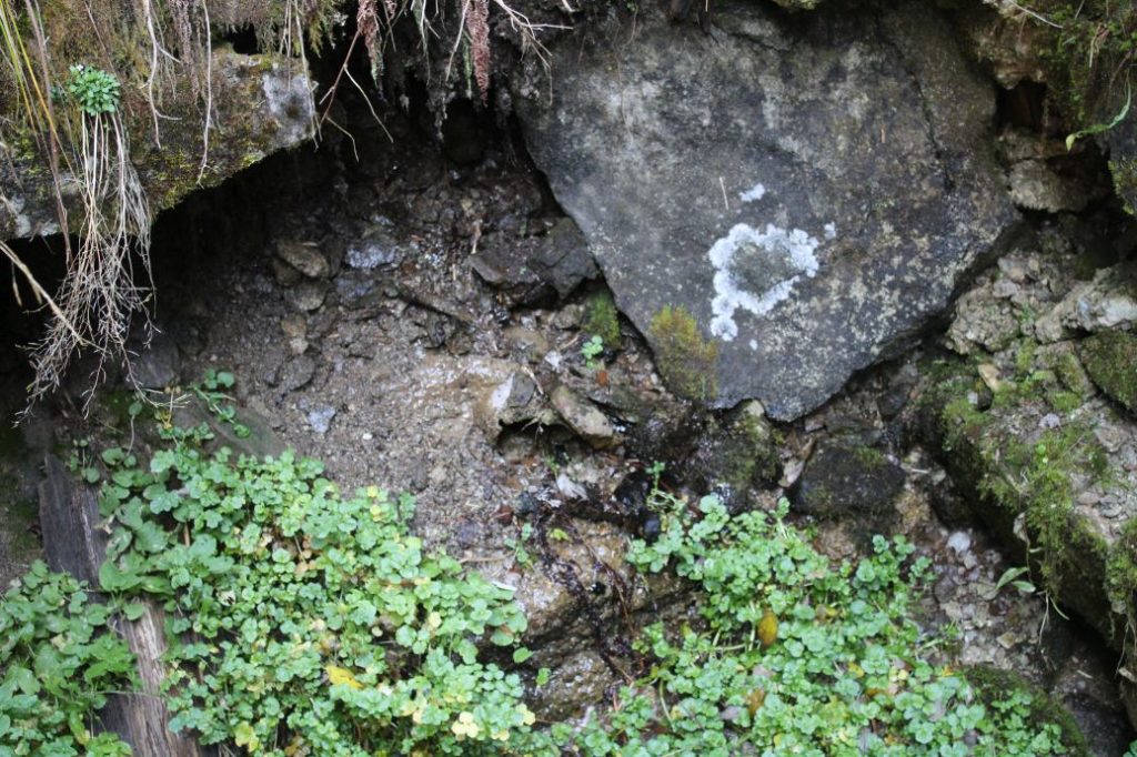 Prameň nad chodníkom nad areálom na Smrekovici, Ružomberok 05