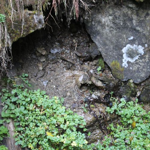 Spring above the trail above the complex in Smrekovica, Ružomberok