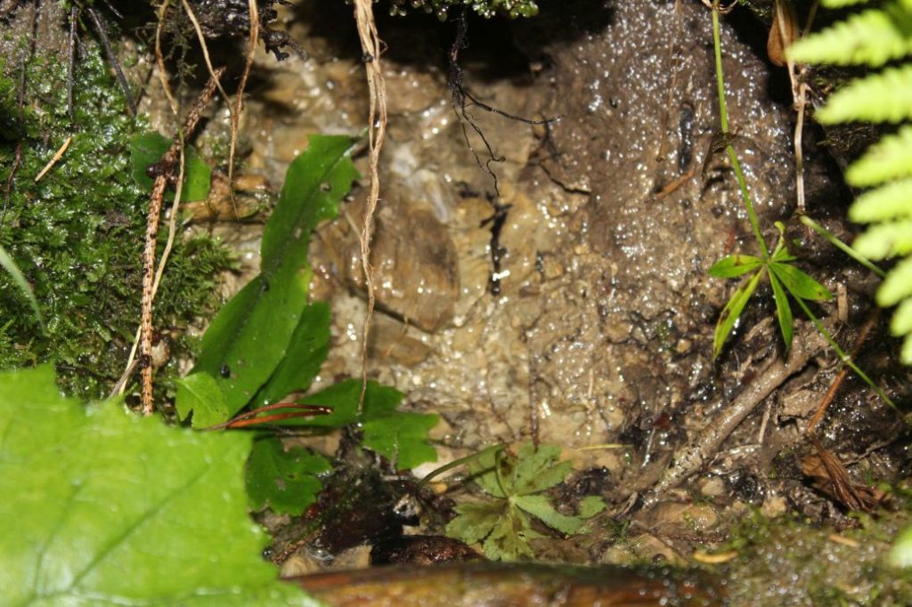 Prameň nad obrovými okuliarmi, Ružomberok 01
