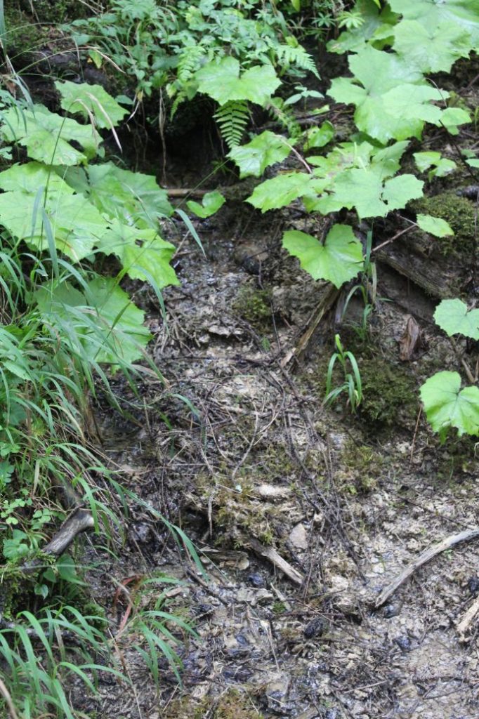 Prameň nad obrovými okuliarmi, Ružomberok 02