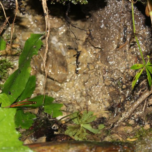 Spring above Giant’s Glasses, Ružomberok