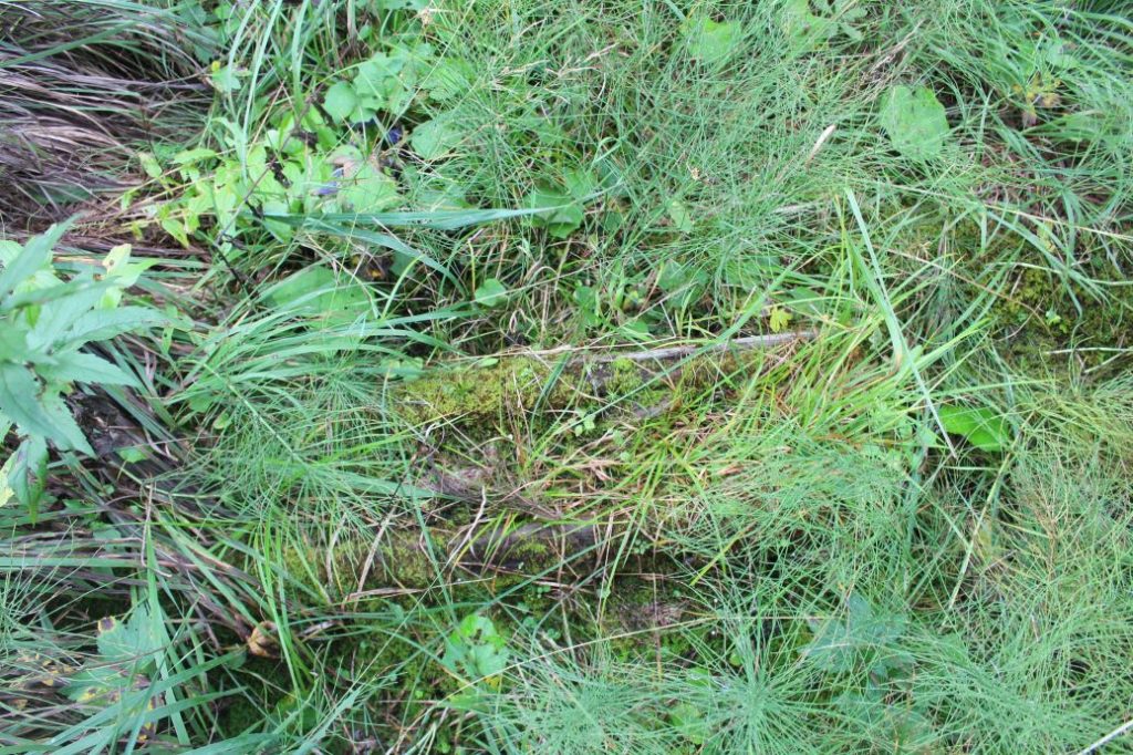 Prameň nad traťou Blizzard, Ružomberok 02