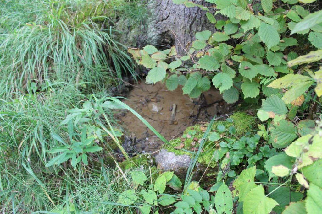 Prameň nad traťou Blizzard, Ružomberok 03