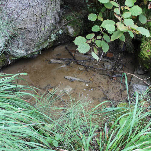 Spring above the Blizzard track, Ružomberok
