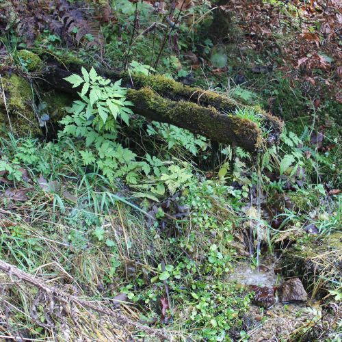 Spring below Bohúňovo, Liptovská Štiavnica