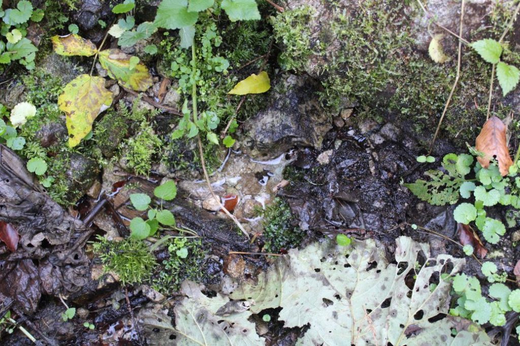 Prameň pod Koniarkou, Ružomberok - Vyšné Matejkovo 01