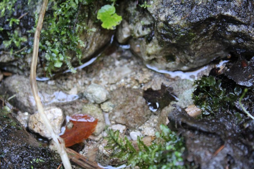 Prameň pod Koniarkou, Ružomberok - Vyšné Matejkovo 02