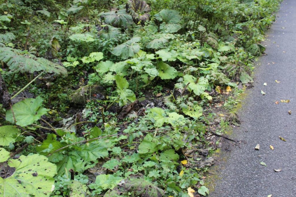 Prameň pod Koniarkou, Ružomberok - Vyšné Matejkovo 03