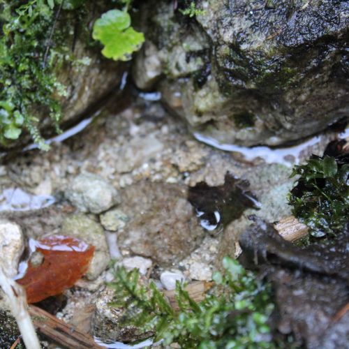 Spring below Koniarka, Ružomberok – Vyšné Matejkovo