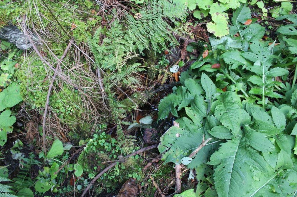 Prameň pod Prostredným grúňom, Ružomberok - Vyšné Matejkovo 01 Prameň pod Prostredným grúňom, Ružomberok - Vyšné Matejkovo 01