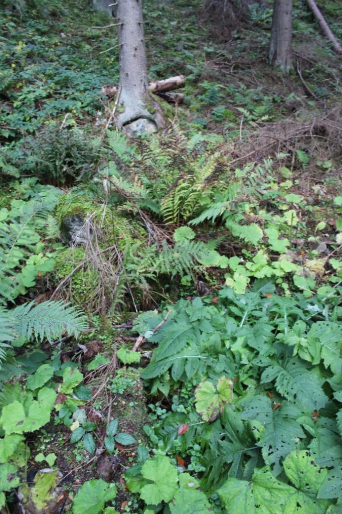Prameň pod Prostredným grúňom, Ružomberok - Vyšné Matejkovo 02 Prameň pod Prostredným grúňom, Ružomberok - Vyšné Matejkovo 02