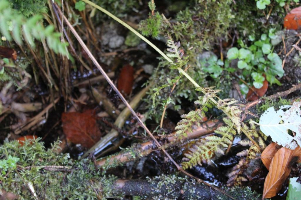 Prameň pod Prostredným grúňom, Ružomberok - Vyšné Matejkovo 03 Prameň pod Prostredným grúňom, Ružomberok - Vyšné Matejkovo 03