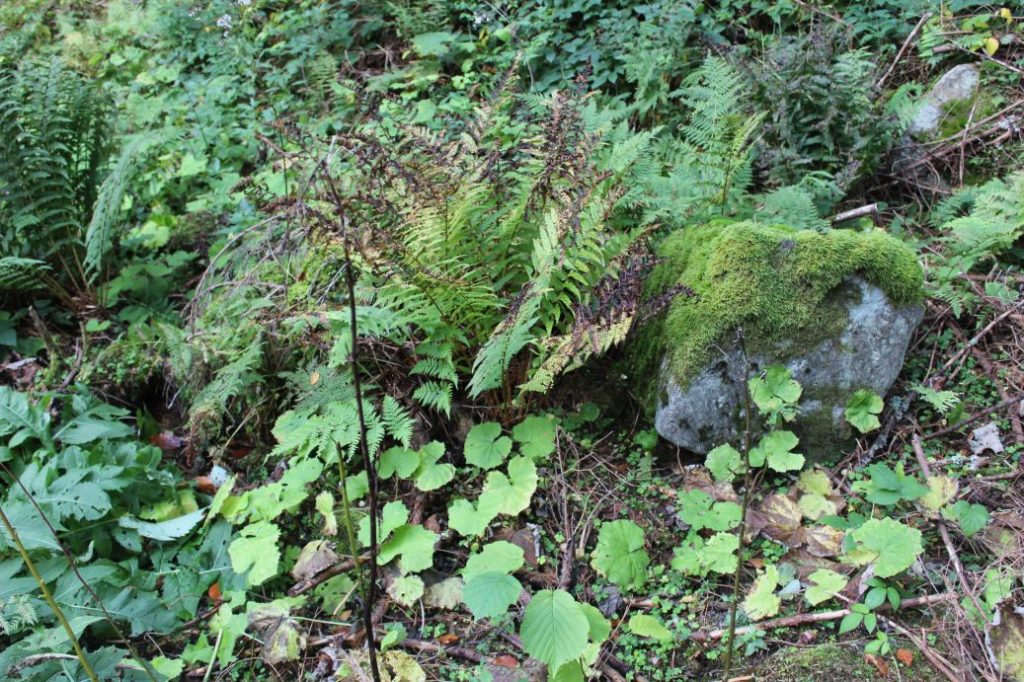 Prameň pod Prostredným grúňom, Ružomberok - Vyšné Matejkovo 04 Prameň pod Prostredným grúňom, Ružomberok - Vyšné Matejkovo 04