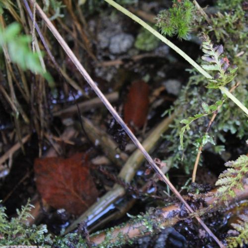 Spring below Prostredný Grúň, Ružomberok – Vyšné Matejkovo