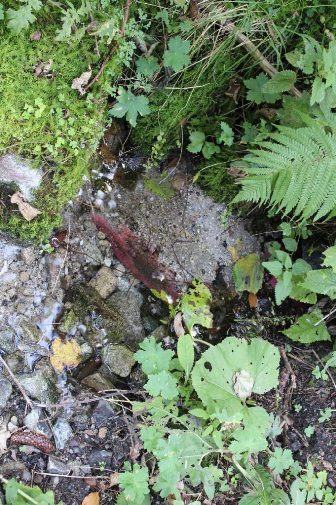 Prameň pod Záklučím, Ružomberok - Vyšné Matejkovo 01 Prameň pod Záklučím, Ružomberok - Vyšné Matejkovo 01