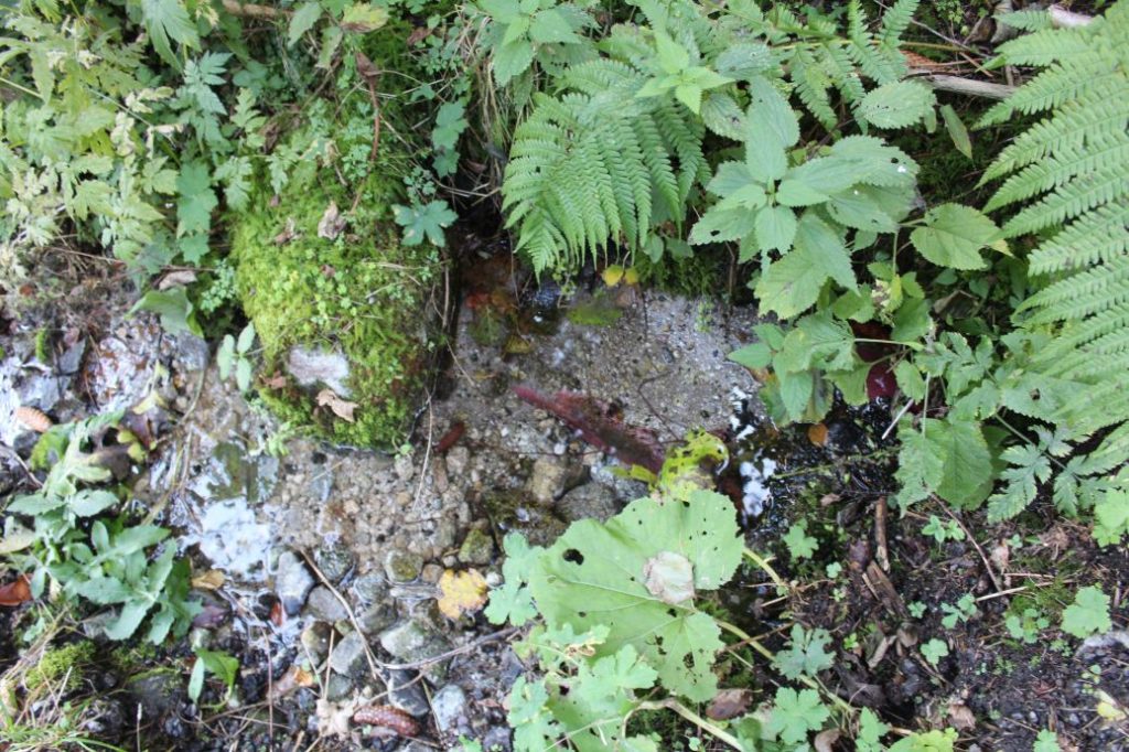 Prameň pod Záklučím, Ružomberok - Vyšné Matejkovo 04 Prameň pod Záklučím, Ružomberok - Vyšné Matejkovo 04