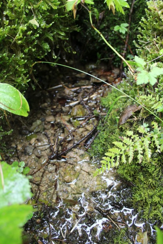 Prameň pod chatovou osadou Šimúnovo, Ružomberok 01 Prameň pod chatovou osadou Šimúnovo, Ružomberok 01