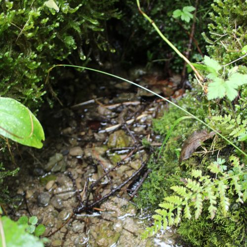 Spring below cabin village Šimúnovo, Ružomberok