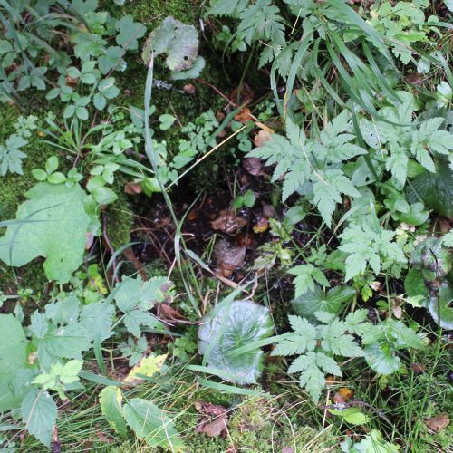 Spring below spring Meškov, Ružomberok