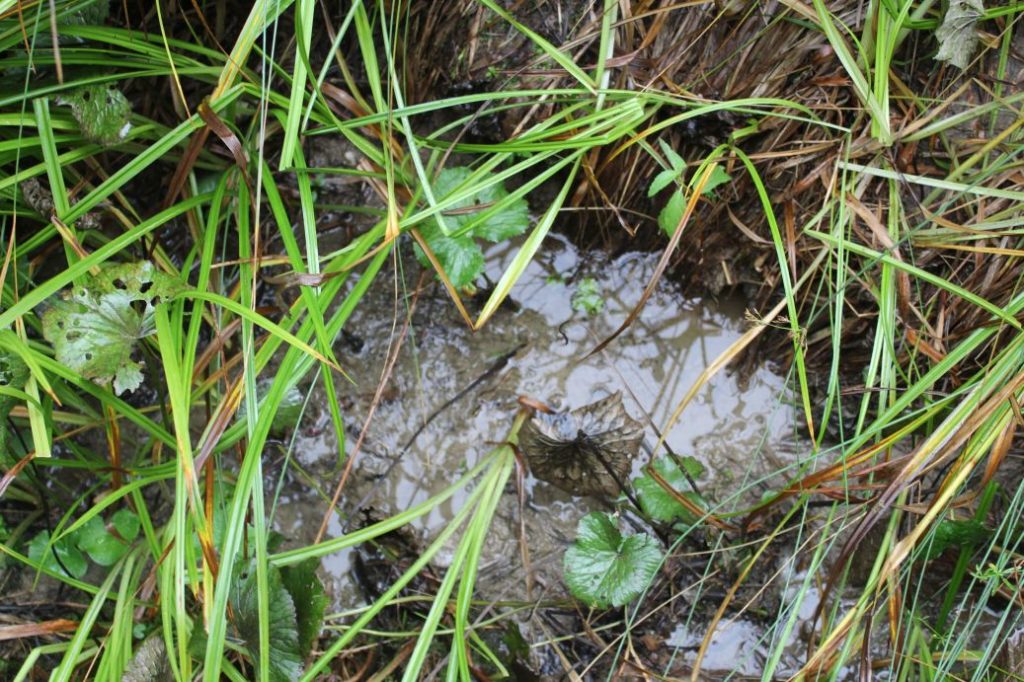 Prameň pod sedačkovou lanovkou, Ružomberok 01 Prameň pod sedačkovou lanovkou, Ružomberok 01