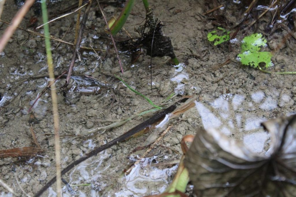 Prameň pod sedačkovou lanovkou, Ružomberok 02 Prameň pod sedačkovou lanovkou, Ružomberok 02