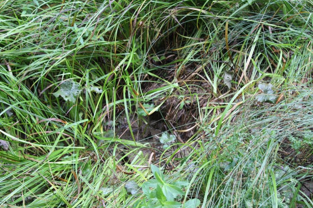 Prameň pod sedačkovou lanovkou, Ružomberok 03 Prameň pod sedačkovou lanovkou, Ružomberok 03