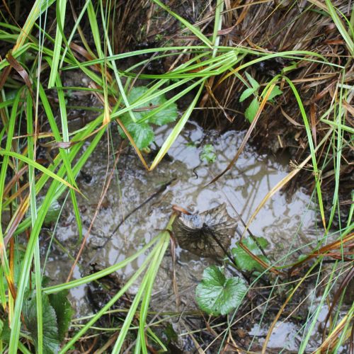 Spring below the chair lift, Ružomberok