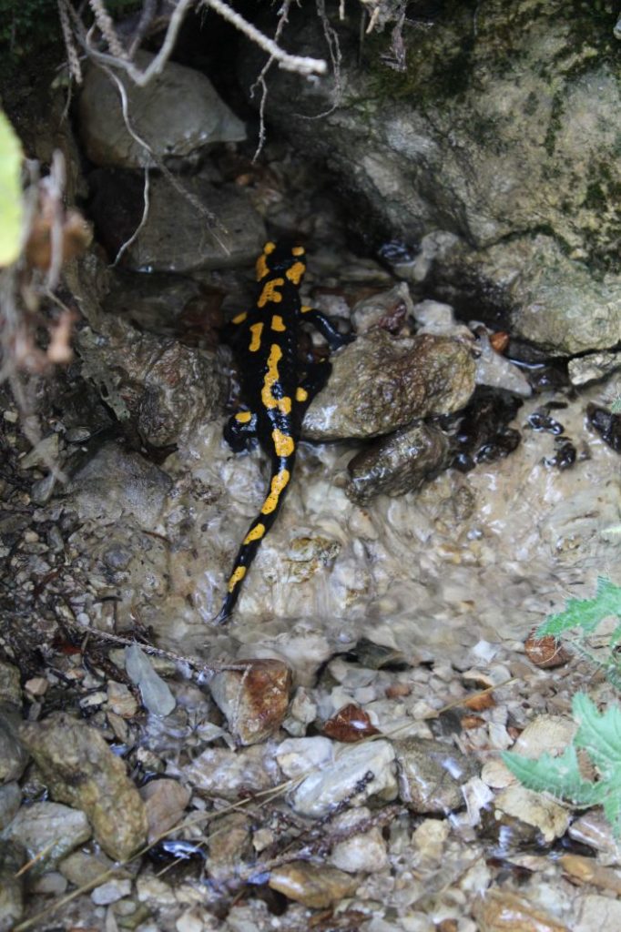 Prameň pri Vyšnom jazierku medzi Čebraťmi, Likavka 01 Prameň pri Vyšnom jazierku medzi Čebraťmi, Likavka 01