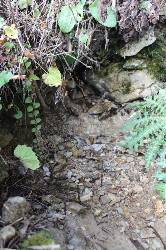 Prameň pri Vyšnom jazierku medzi Čebraťmi, Likavka 02 Prameň pri Vyšnom jazierku medzi Čebraťmi, Likavka 02