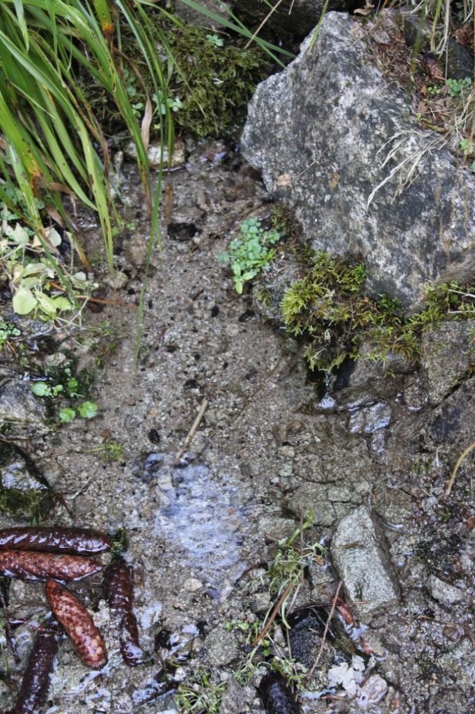 Prameň pri chodníku nad areálom na Smrekovici, Ružomberok 02