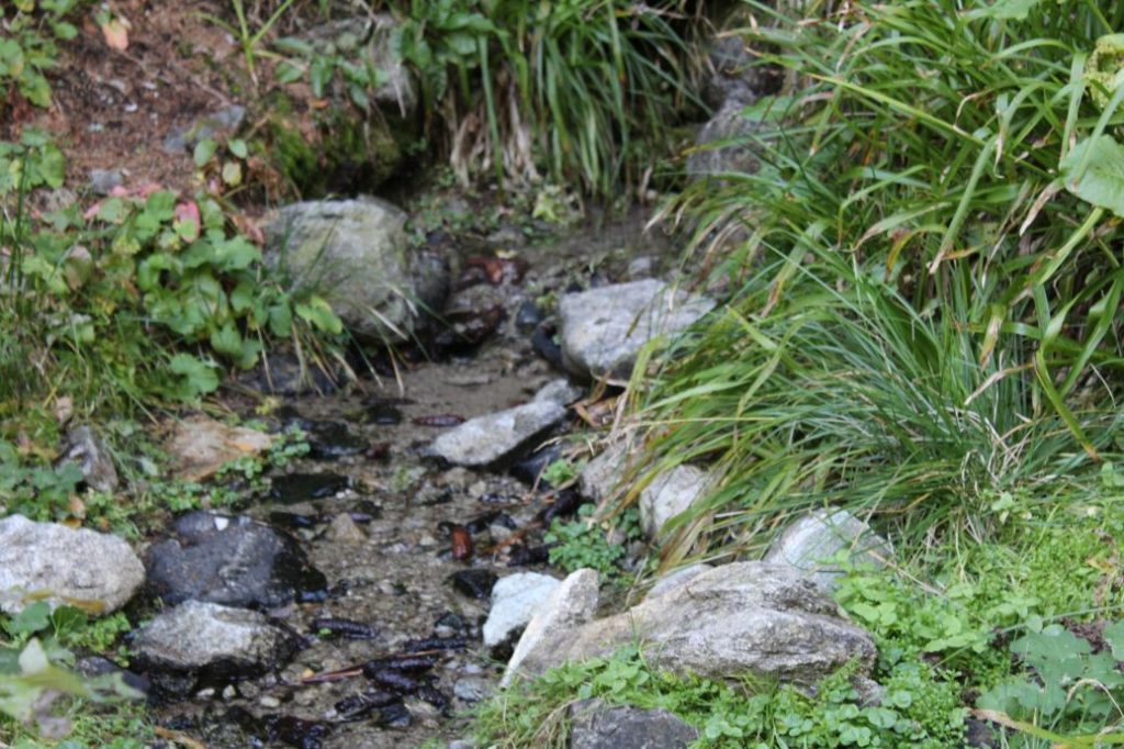 Prameň pri chodníku nad areálom na Smrekovici, Ružomberok 05