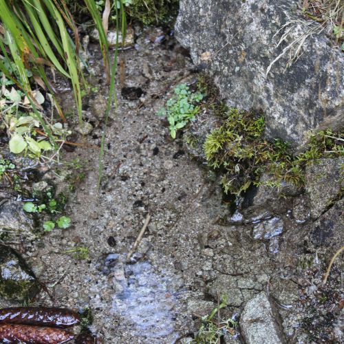 Spring by the trail above the complex in Smrekovica, Ružomberok