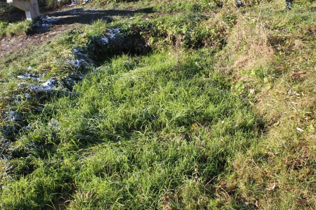 Prameň pri jazierku, Kalameny 01