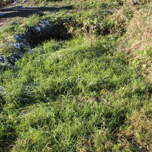 Spring by the lake, Kalameny