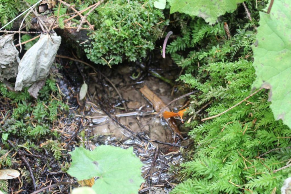 Prameň pri prameni Jachym, Lisková 01