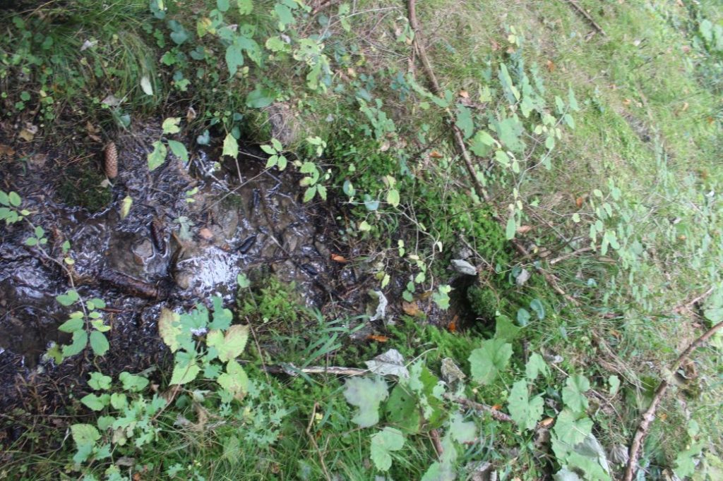 Prameň pri prameni Jachym, Lisková 02