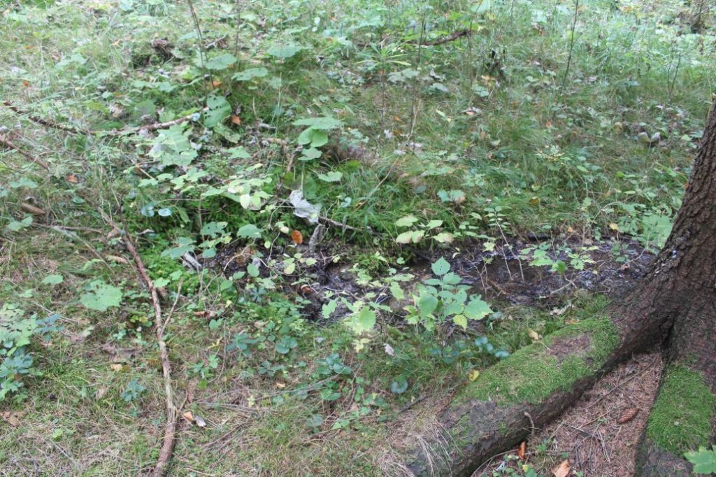 Prameň pri prameni Jachym, Lisková 03